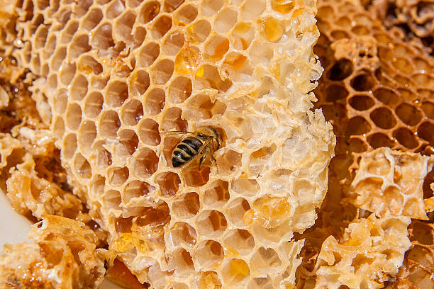 istock working bee on the honeycomb with sweet honey 626486860