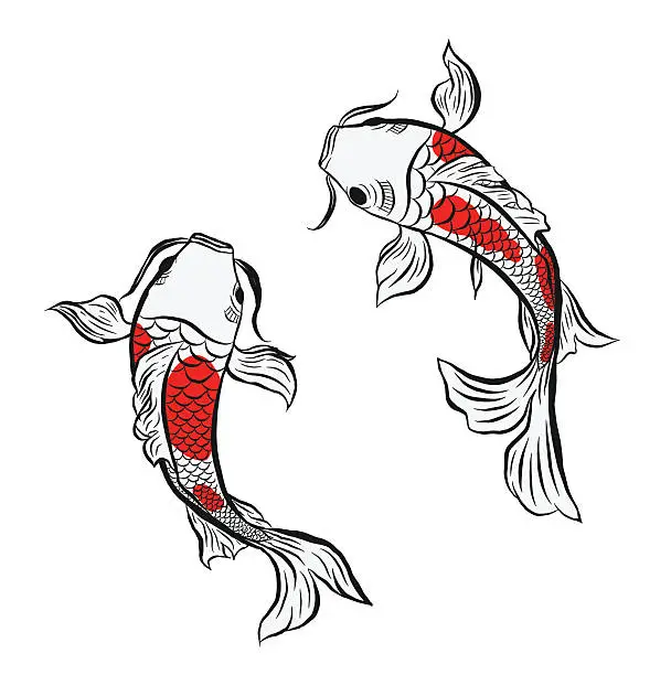 Vector illustration of koi fish, illustration