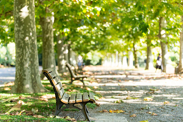 istock Plantanus trees in Japan 626487390