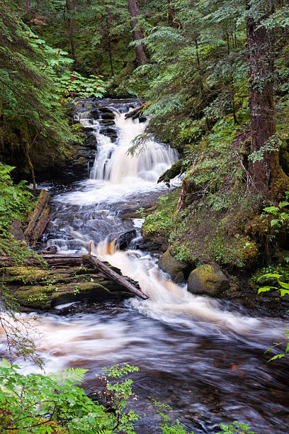 istock Waterfall in creek in Tongass National Forest 626487598