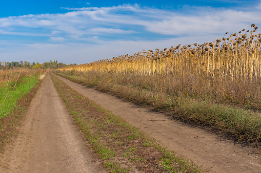 Autumnal landscape with earth road on the edge of sunflower field in central Ukraine