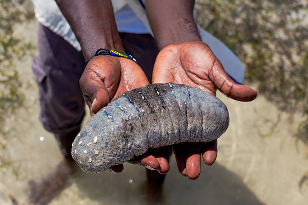 istock sea cucumber,hand,sea,kenya,mombasa 626488548