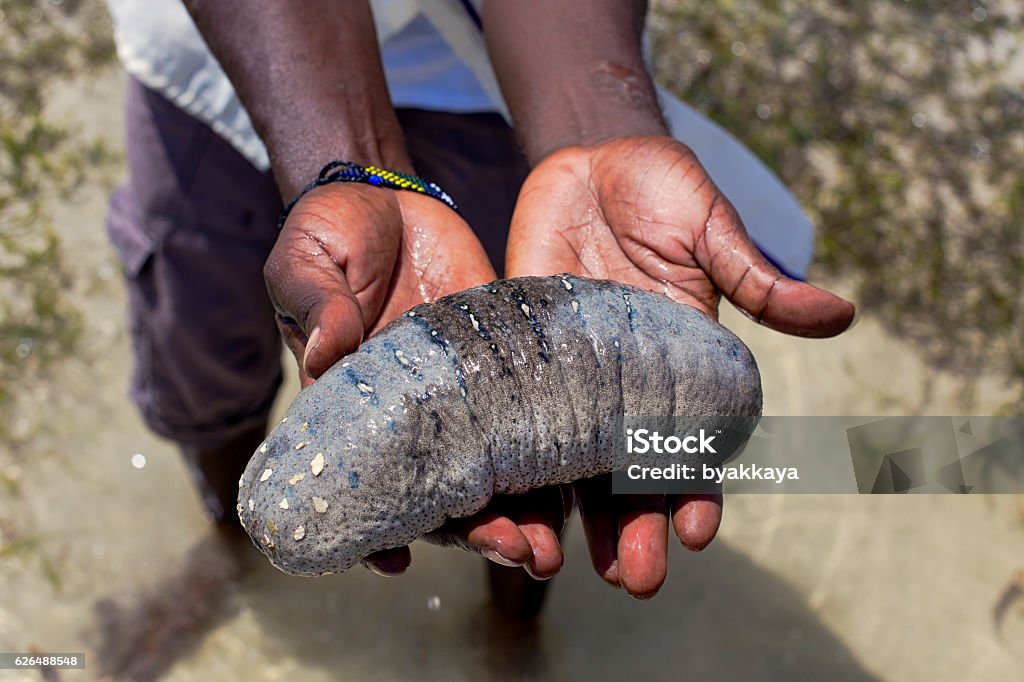 sea cucumber,hand,sea,kenya,mombasa Adult Stock Photo