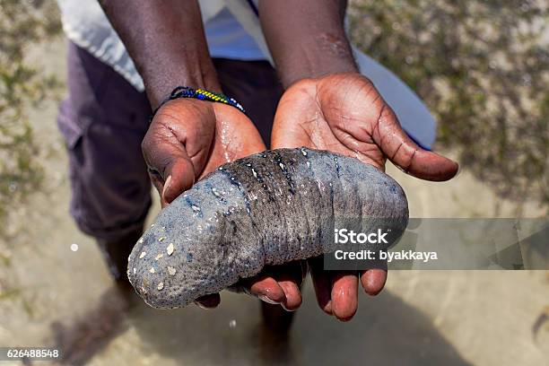 Sea Cucumberhandseakenyamombasa Stock Photo - Download Image Now - Adult, Adults Only, Animal