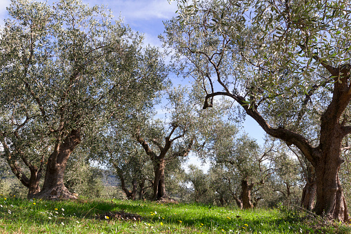 Scenic view capturing the expansive landscape between Granada and Cordoba along the Camino Mozarabe. The image showcases a vast expanse of rolling hills adorned with endless rows of olive trees. The terraced hillsides form a picturesque pattern of olive groves stretching to the horizon, symbolizing the region's rich agricultural heritage. This agricultural scenery characterizes the Andalusian countryside, offering a glimpse of the region's prominent olive oil production. The undulating terrain and the continuous olive plantations highlight the agricultural beauty along this historic route, providing travelers with a quintessential view of rural Spain.