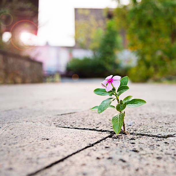 istock Wild flower growing through crack in the  tiled pavement 626489042
