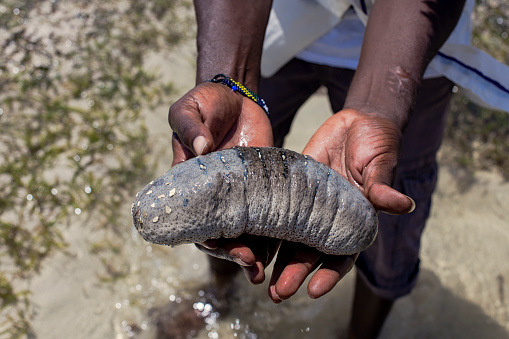 sea cucumber