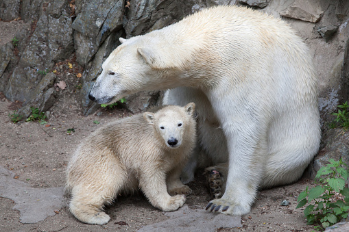 Six-month-old polar bear (Ursus maritimus) with its mother.