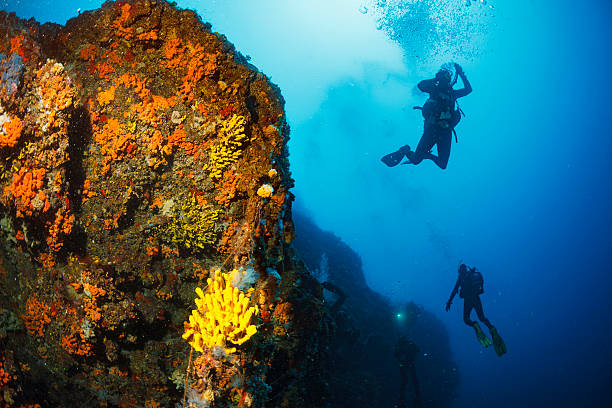 istock Underwater  Scuba diver enjoy  Explore coral reef   Sea life   Sponge 626489734