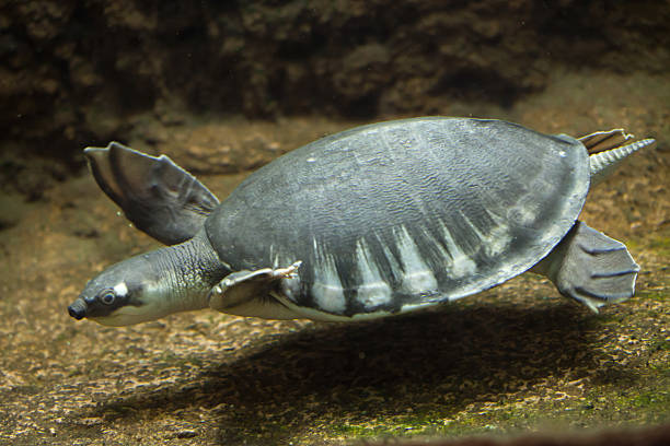 cochon bec tortue (carettochelys insculpta) - turtle photos et images de collection