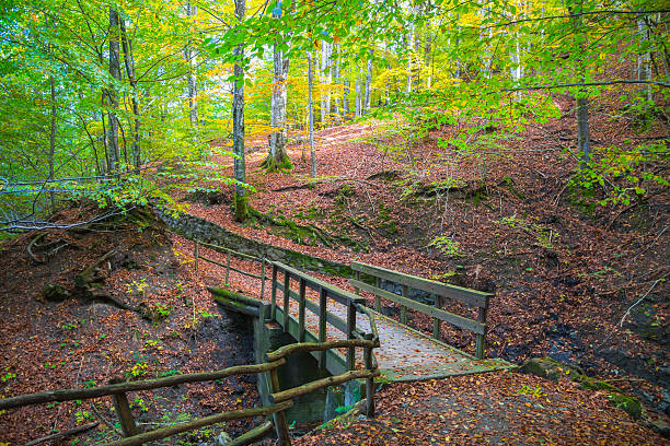 istock Autumn forest with wood bridge over creek in beeches forest 626491288