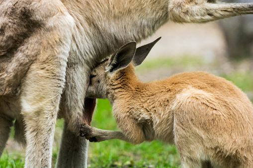 The mother kangaroo suckling her joey. Although it looks like a baby kangaroo curiously put its head in the mothers pouch, actually it is sucking milk.