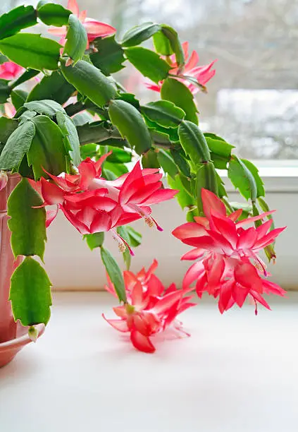 Christmas cactus (Schlumbergera) in pot on the window,focus on flower in front