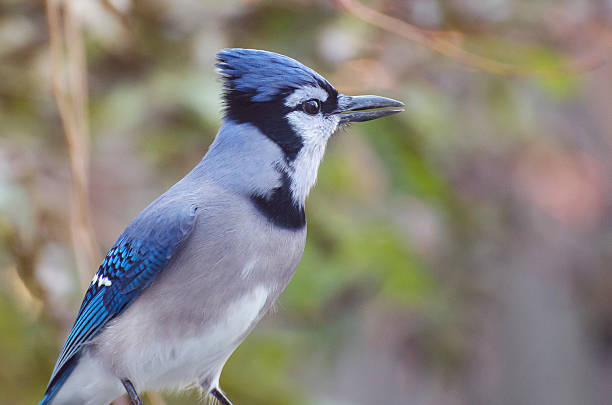 istock Close up of a blue jay bird 626491554