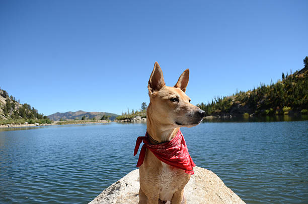 silver lake utah hund portrait - dingo stock-fotos und bilder