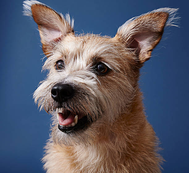 istock headshot of terrier on blue 626492116
