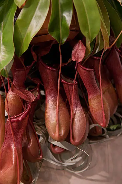 Photo of exotic Nepenthes