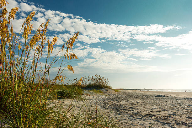istock Sea oats on sandy beach 626501788