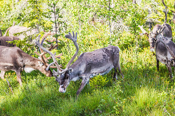 istock Reindeer in Lapland (FInland) 626508898