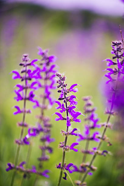 istock purple wildflowers 626509020