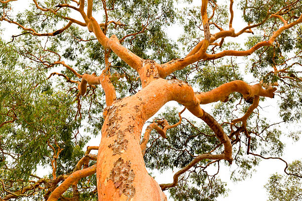 美しいオーストラリアのユーカリの木、自然の背景の低角度のビュー - eucalyptus tree tree australia tropical rainforest ストックフォトと画像