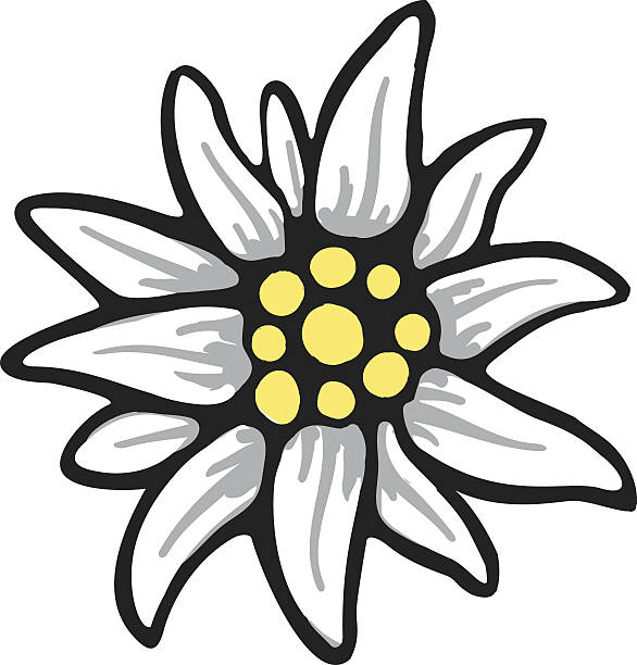 illustrazioni stock, clip art, cartoni animati e icone di tendenza di stella alpina fiore simbolo alpinism alpi germania logo  - stella alpina