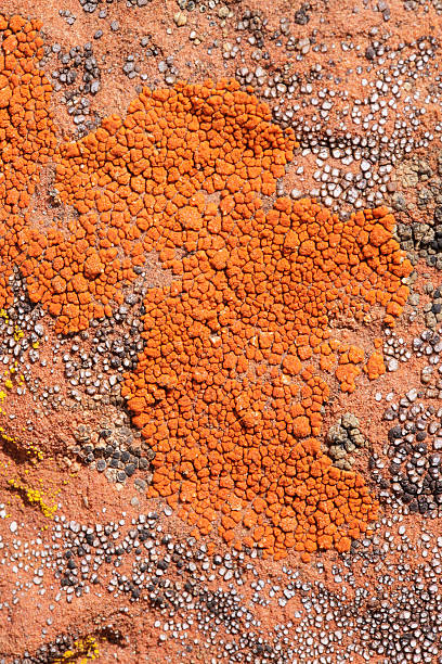 istock Orange Crustose Lichen Submexican Candle 626511266