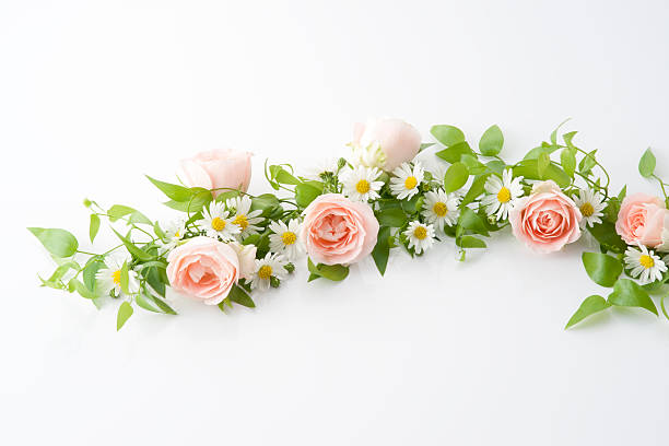istock Pink rose and white flower 626511680