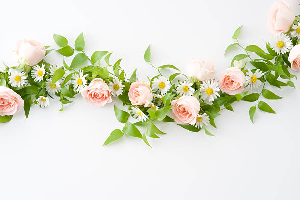 istock Pink rose and white flower 626511934