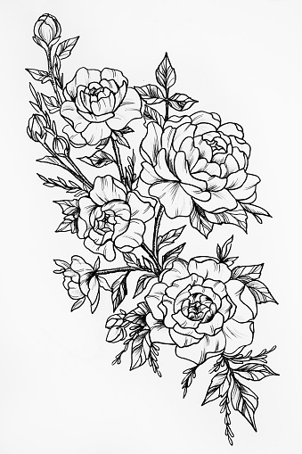 Black and white sketch of the three big beautiful roses