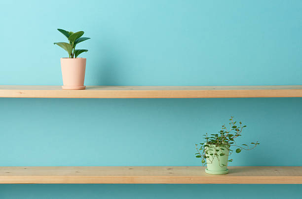 istock Potted plants on shelves 626513624
