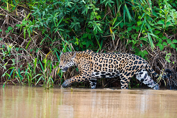 istock Jaguar wading in the river 626513930