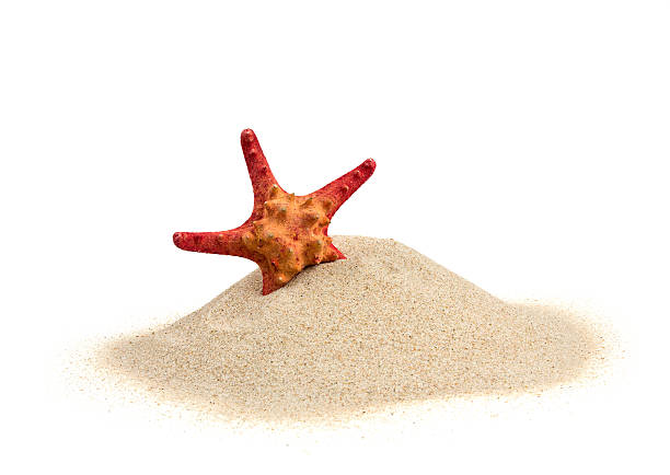 rozgwiazdy na piasku izolowane na białym – zdjęcie