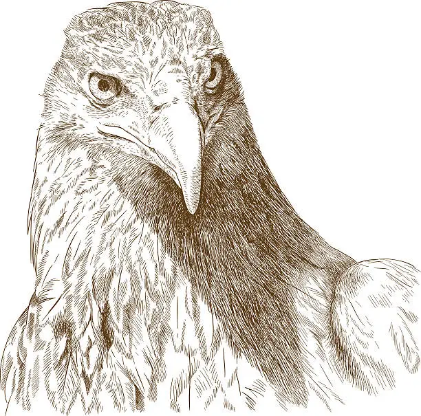 Vector illustration of engraving illustration of big eagle head