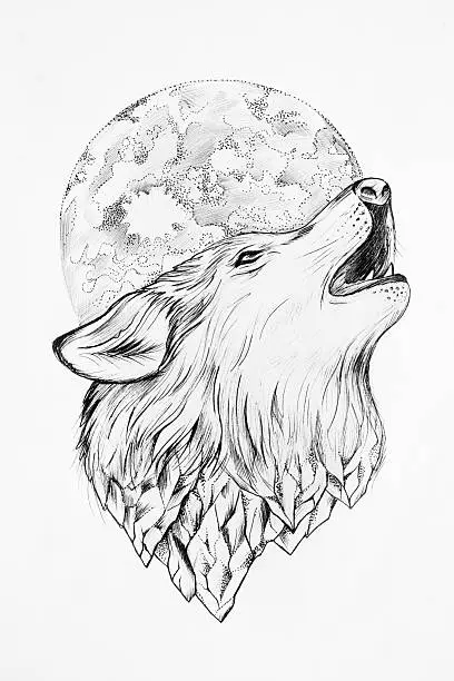 Photo of Sketch of a wolf howling at the moon white background.