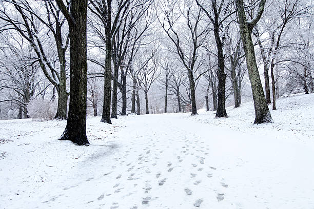 winter park woods December day landscape simple scenic view with evergreen trees and walking foot path trail way