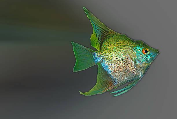 istock Profile Shimmering Freshwater Fish Artography 626524166