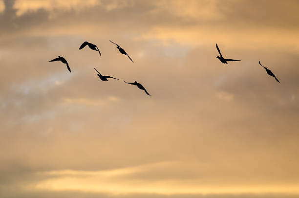 istock Silhouetted Flock of Ducks Flying in the Sunset Sky 626524254