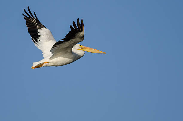istock American White Pelican Flying in Blue Sky 626524276