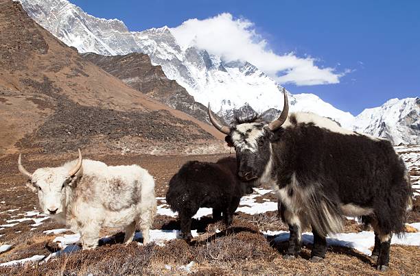 istock Yaks on the way to Everest base camp 626529564