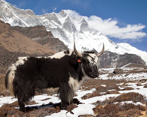 istock Yak on the way to Everest base camp 626529690