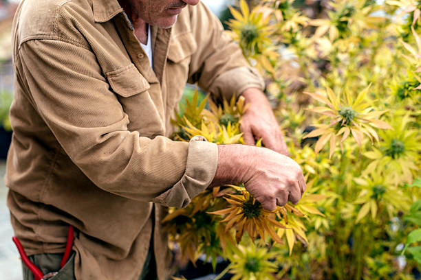 istock Marijuana plant farmer harvesting the cannabis buds 626529692