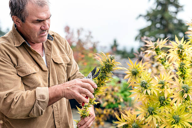 Marijuana plant farmer harvesting the cannabis buds