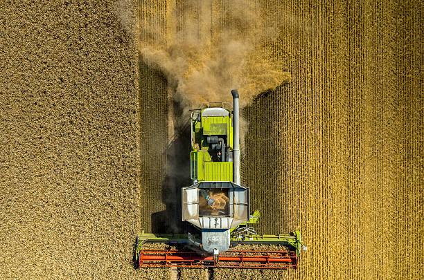 Combine working on the wheat field stock photo