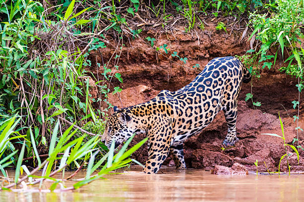 istock Jaguar walking on river bank 626535512