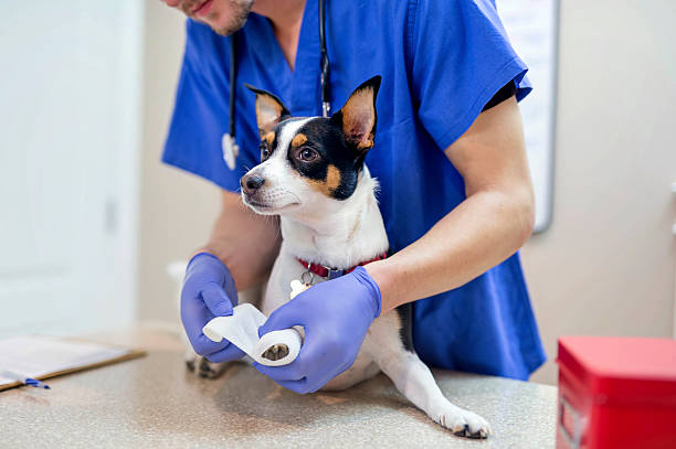 veterinario masculino envolviendo una pata de perro pequeño con gasa - vet dog teenager puppy fotografías e imágenes de stock