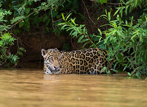 istock Jaguar swimming hunting in river 626535972