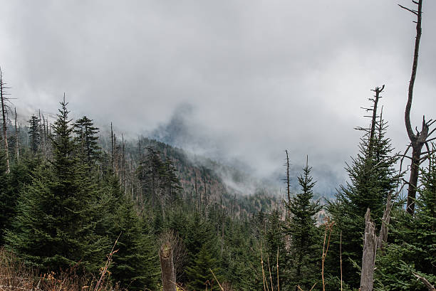 istock Clingman's Dome, Great Smoky Mountains National Park 626536492
