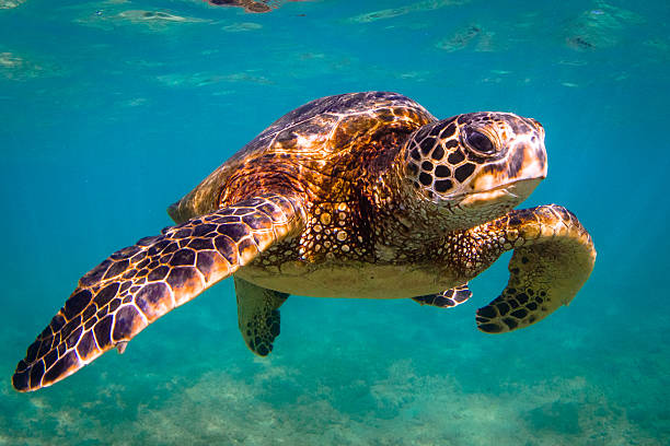 istock Hawaiian Green Sea Turtle 626536572