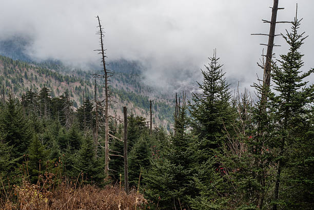 istock Clingman's Dome, Great Smoky Mountains National Park 626536782